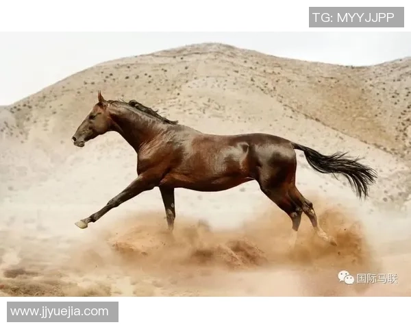 养马情结的足球巨星们:那些与马匹结缘的传奇球员与他们的马场生活 养马情结的足球巨星们:那些与马匹结缘的传奇球员与他们的马场生活